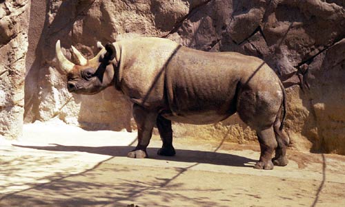 rhino.jpg